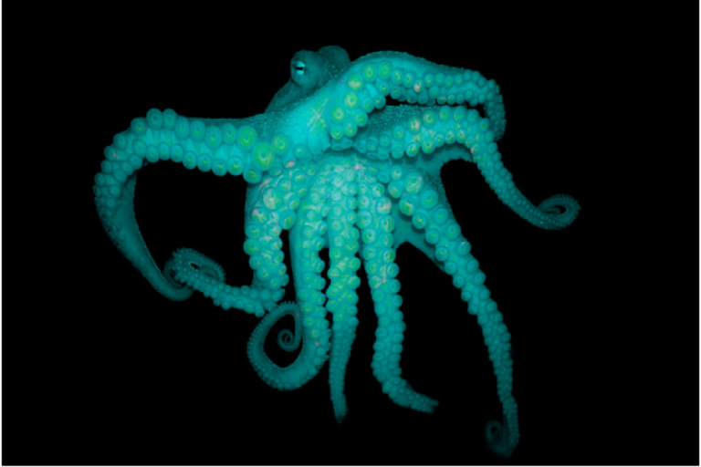 ОКТОПОДИ ПЛИВААТ ВО МДМА, ШТО Е СЛЕДНО?