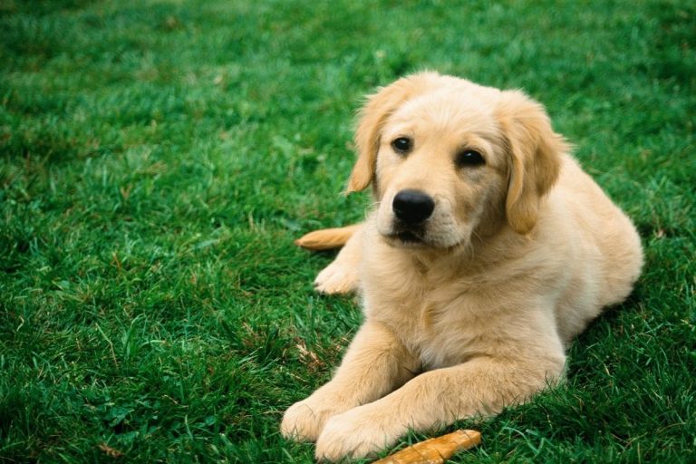 ЌЕ ЗАПОЧНЕ ВГРАДУВАЊЕТО НА МИКРОЧИПОВИ КАЈ ДОМАШНИТЕ МИЛЕНИЦИ ВО МАКЕДОНИЈА