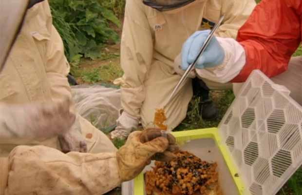 СЛОВЕНИЈА НА ПАПАТА ФРАНЦИСК ЌЕ МУ ПОДАРИ КОШНИЦА СО ПЧЕЛИ