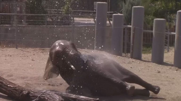 (ВИДЕО) МАМО МАМО, ДУЊА И ДАЕЛА ГИ ДАВААТ НА БУГАРСКА ТВ…