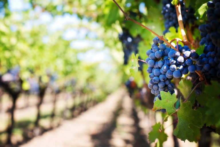 Винариите ќе откупат околу 90 милиони килограми грозје