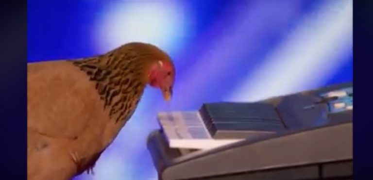 (ВИДЕО): КОКОШКАТА СО НЕВЕРОЈАТЕН ТАЛЕНТ