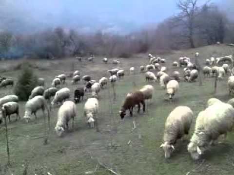 Бачовски: Исплатени близу 22 милиони денари за плати за овчарите