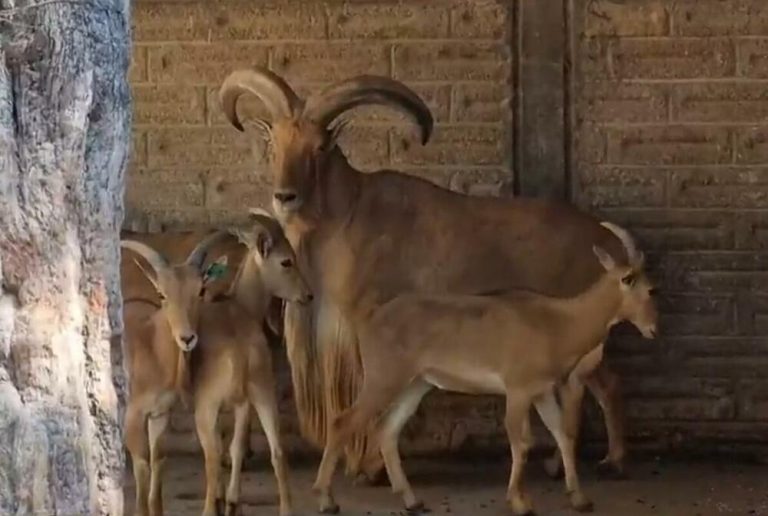 Директор за зоолошка градина убил џуџести кози и ги послужил на гости