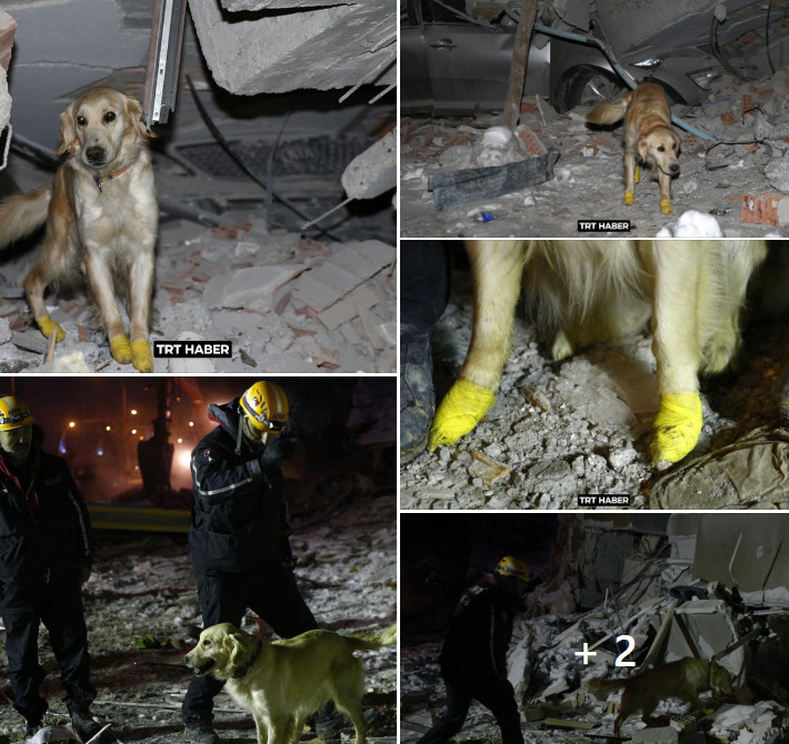 Kуче во Турција спаси 5 животи и покрај повредените шепи