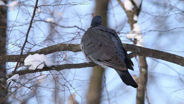 Викендов студено време со повремени снежни врнежи
