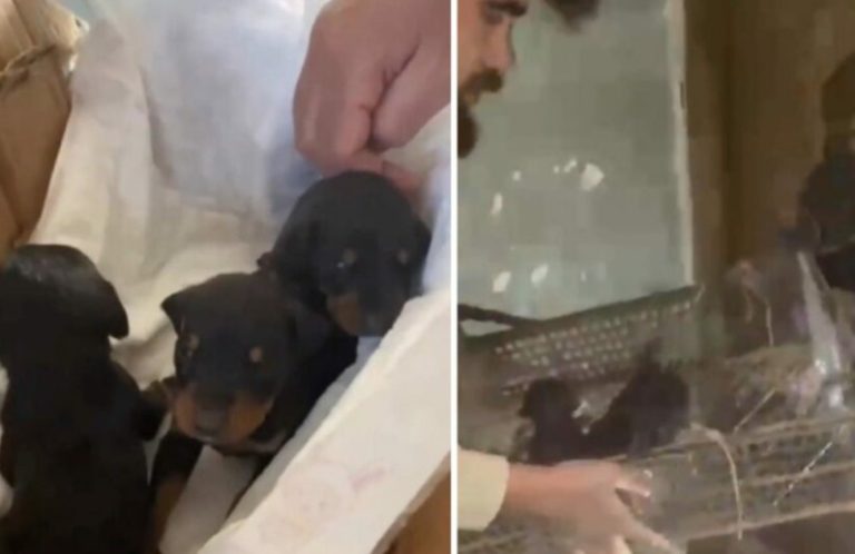 Женско куче со три кученца е спасено во Турција 28 дена по разорниот земјотрес
