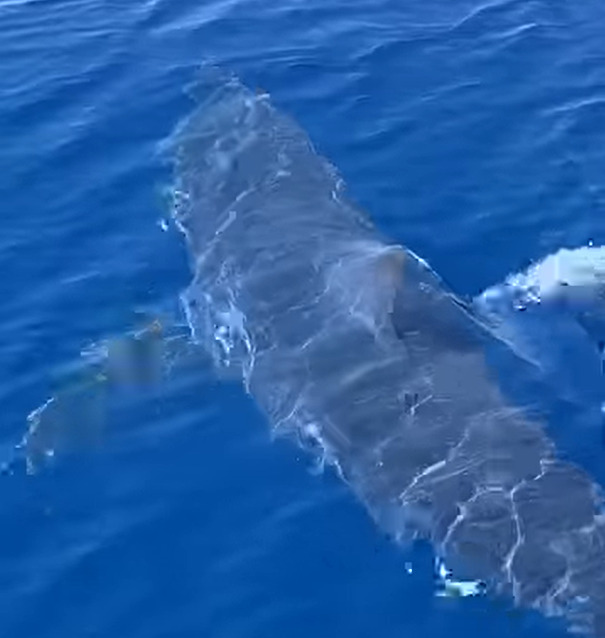 (ВИДЕО) Огромна ајкула забележана во Грција