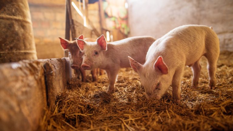 Се истребува африканската чума кај свињите во Македонија, уништени се 4.891 грла