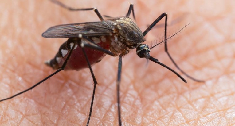 Во Европа има се повеќе комарци кои пренесуваат опасни болести, предупредуваат експертите