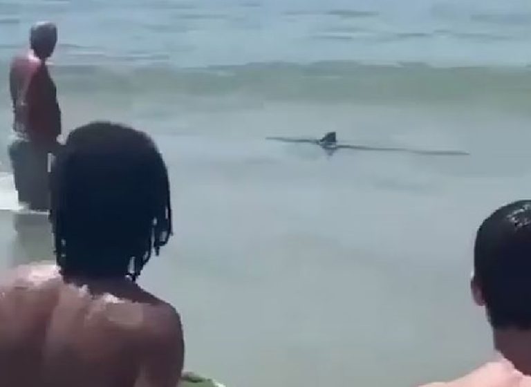 Ајкула забележена на најпопуларната плажа во Португалија