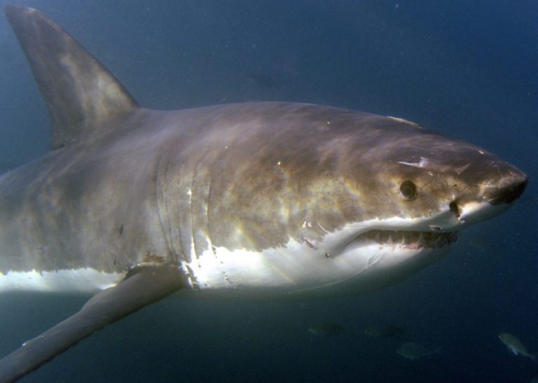 Ајкула брутално нападна маж во Австралија: „Не знаев што да правам, беше ненадејно“