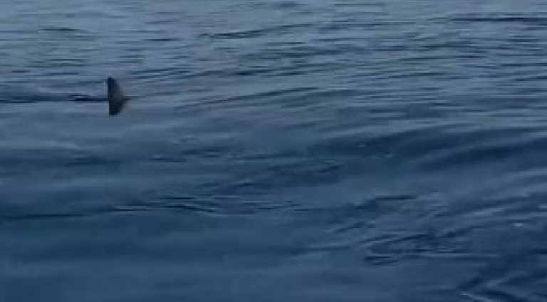 (Видео) Снимка од ајкула во Грција на само 80 метри од брегот