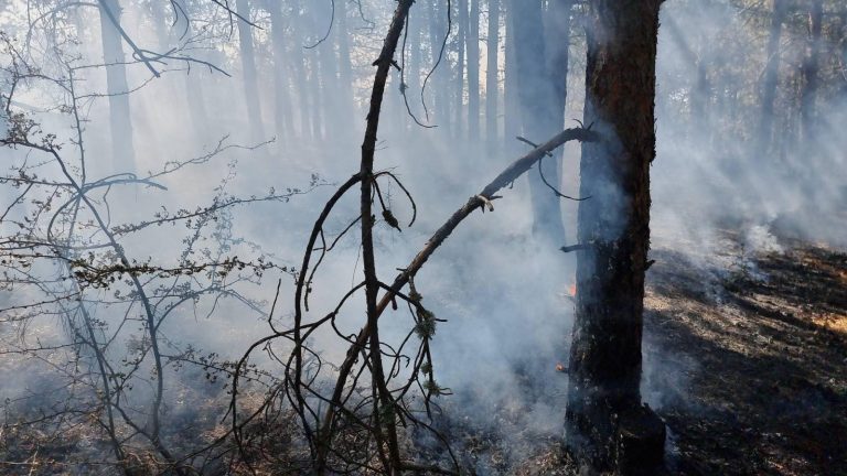 (Видео) Голем пожар во Лозово во борова шума на тешко пристапен терен
