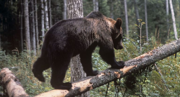 Зголемениот број на мечки проблем во Маврово и Ростуше: жителите бараат кризна состојба
