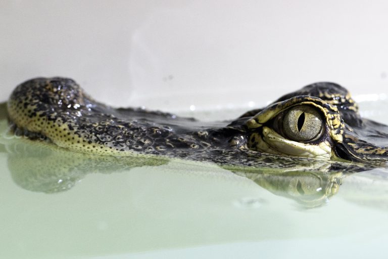 Тело на жена пронајдено во устата на алигатор во Флорида