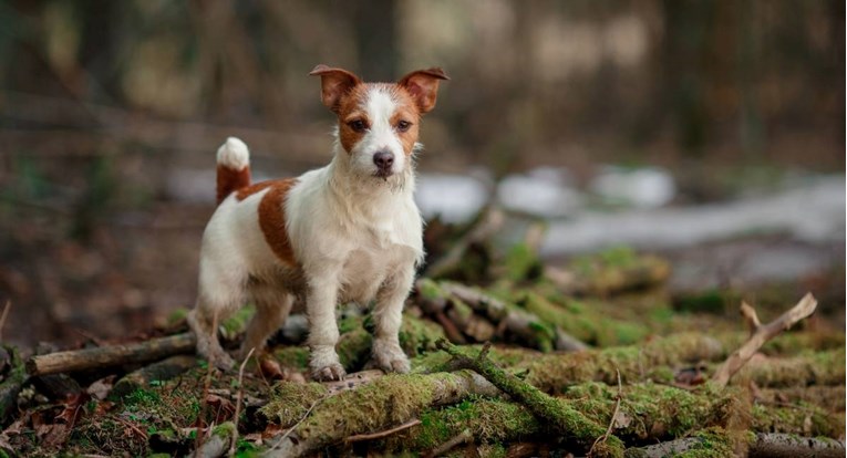 Планинар од САД по кој се трагаше со месеци е најден мртов, а до него кучето сè уште живо