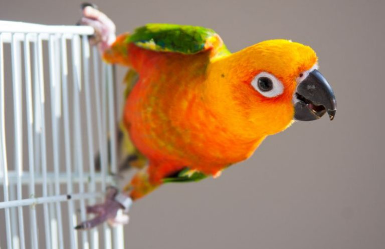 Папагалска треска во Европа, сопствениците на птици се изложени на ризик