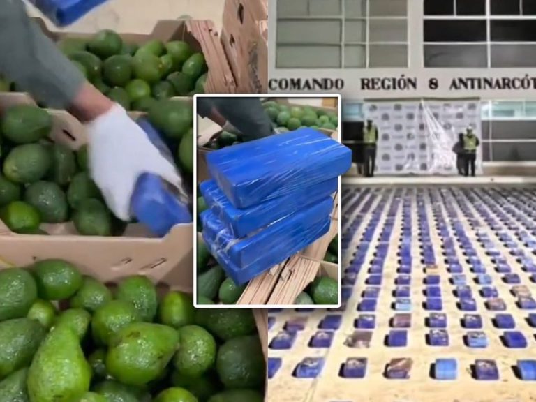 Во Колумбија запленети 1,7 тони кокаин:  дрогата вредна 50 милиони долари била скриена во контејнери со авокадо