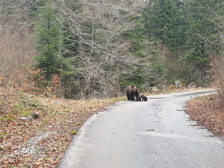 Прегазена мечка на патниот правец Гостивар – Охрид