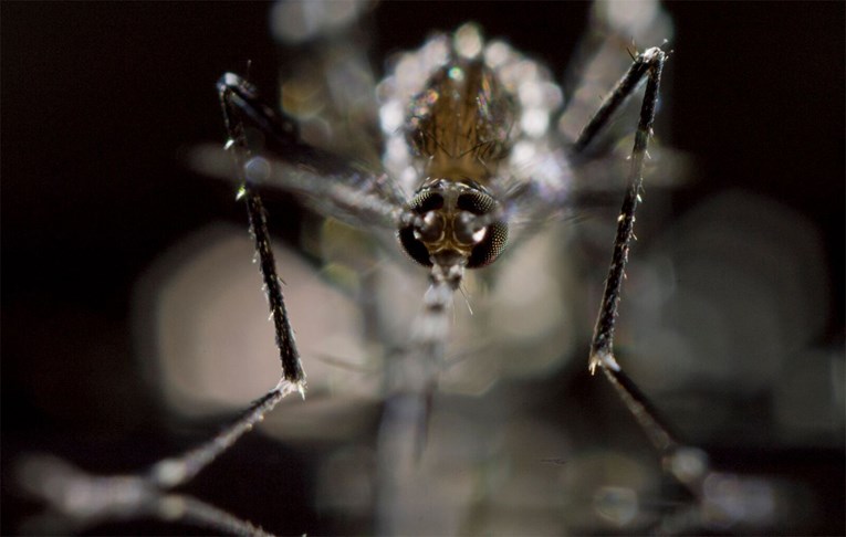 Вирусот „оров“ пристигна во  Европа: заразениот бил на Карибите, се  пренесува преку комарци или крлежи