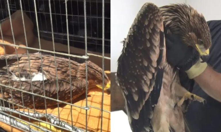 Македонското еколошко друштво за случајот со угинатиот орел во ЗОО Скопје: Во Македонија недостасува центар за рехабилитација на диви животни