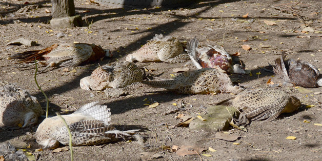 АХВ со апел: граѓаните за пронајдена угината водна птица да ја известат агенцијата