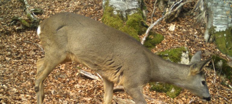 „Откриј го националниот парк Маврово“: Кампања за природата, дивината и иднината