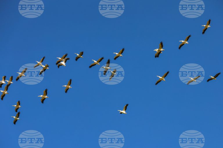 Преселбата на птиците е како воена парада – секој вид птица лета по одреден редослед и во одредено време