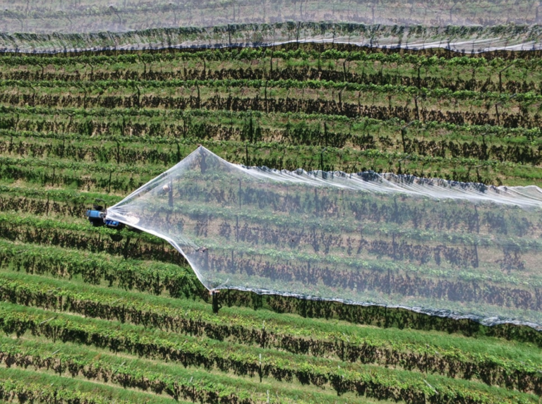 Грантови од 10.000 евра за младите земјоделци, велат од Владата