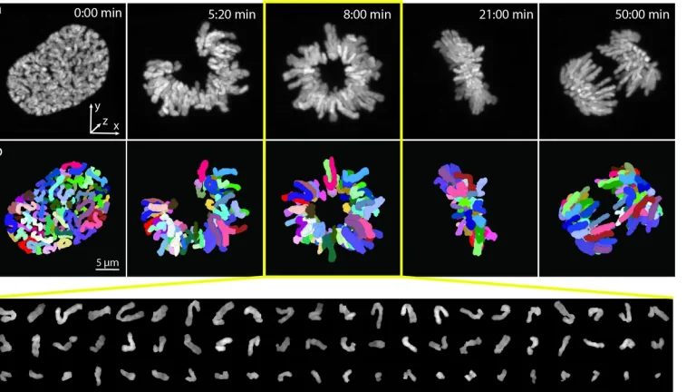 Научниците од Бугарската академија на науките развија иновативен метод кој го открива движењето на хромозомите со невидена точност