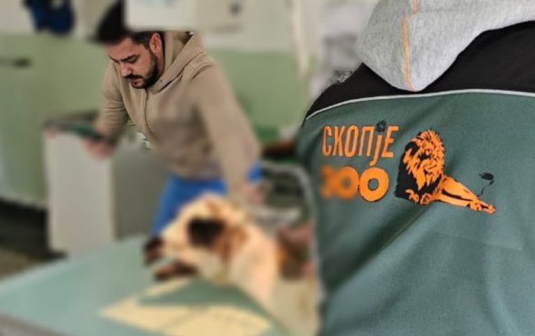 Ламата во скопската Зоолошка пцовисала од туберкулоза: „Направивме сѐ во лекувањето“