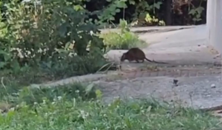 (Видео) Наезда на стаорци во Сараево: прогласена епидемија на лептоспироза