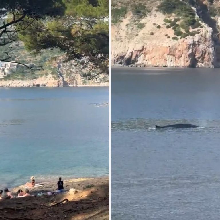 (Видео) Кит снимен во близина на Дубровник