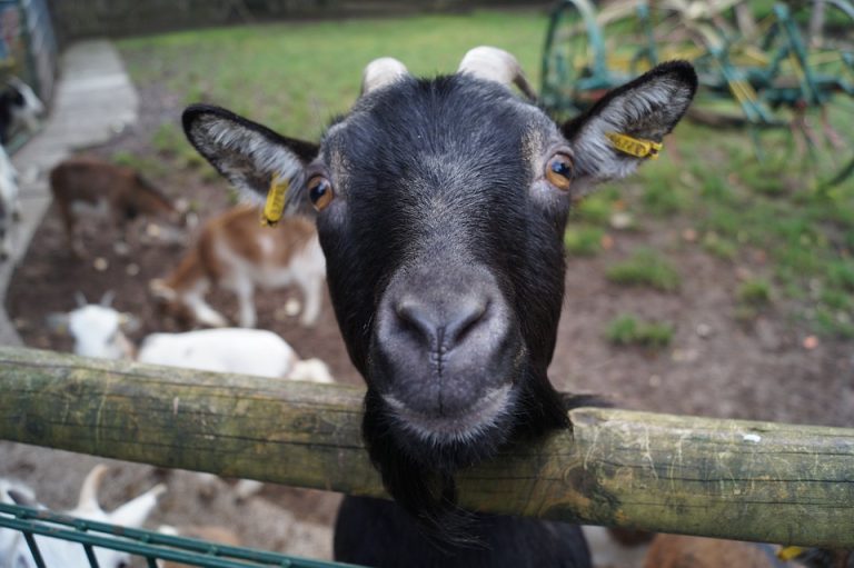 АХВ: Засилени мерки по појавата на ново жариште на чума кај малите преживари во Албанија