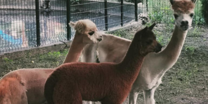 Кирков: Поморот во куќата на стравот продолжува – во Скопје ЗОО починаа уште две лами