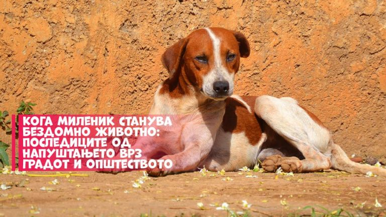 ЈП „Лајка“: Напуштањето на домашни миленици е чин што остава трајни последици врз целиот град