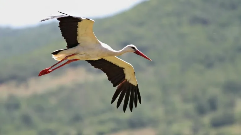 Во Бугарија има повеќе од 9000 штркови гнезда