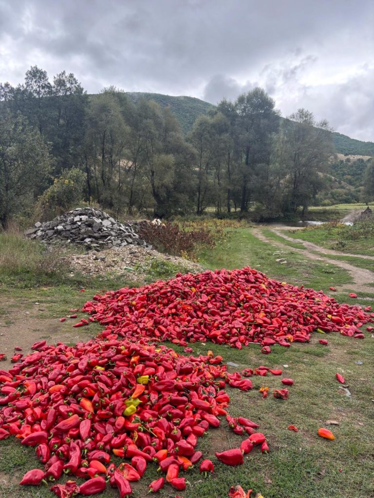 СДСМ: Целосен дебакл со откупот на пиперката, ВМРО-ДПМНЕ ги остави земјоделците на цедило