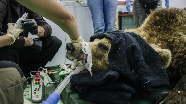 Легендата Брижит Бардо и Паркот за „танцувачки“ мечки во Белица
